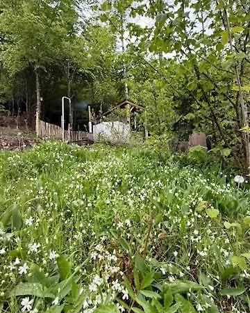Alpstuga Deep Forest *