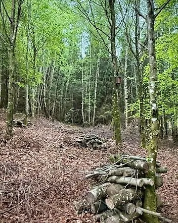 Deep Forest *